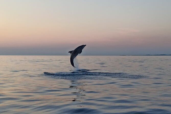 Sunrise Dolphins & Fishermen at Work speedboat tour in Rovinj - Rovinj at 4:30 AM–6:10 AM: why the timing is the whole game