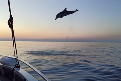 Sunrise Dolphins & Fishermen at Work speedboat tour in Rovinj - The ride offshore (20–30 minutes): what you’re doing before the dolphins arrive