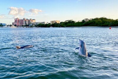 Sunset and Dolphin Cruise around Fort Myers Beach - From the intracoastal to mangroves: what you’ll see on the run south