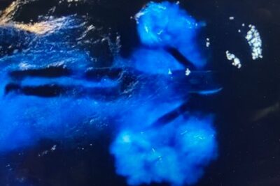 Sunset Bioluminescent Comb Jelly & Dolphin Tour - The Bioluminescent Part: What You’re Actually Looking For