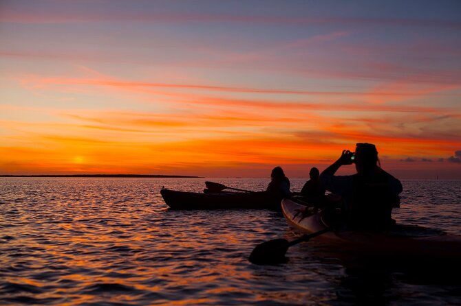 Sunset Bioluminescent Comb Jelly & Dolphin Tour - Price and Value: Is $79 a Smart Spend?