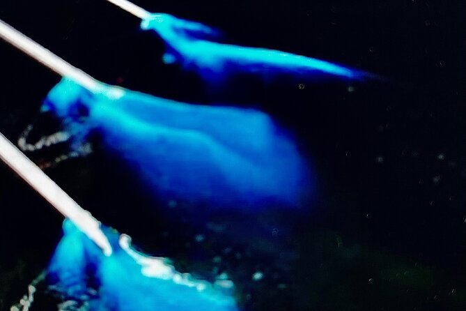 Sunset Bioluminescent Comb Jelly & Dolphin Tour - Timing, Weather, and Why It Matters for Bioluminescence