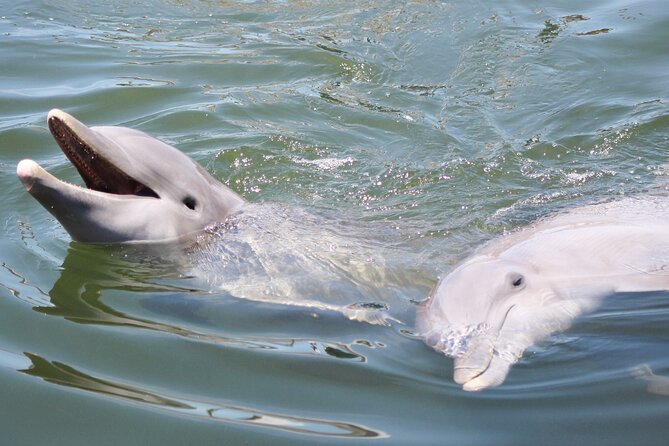 Sunset, Dolphin/Birding On A Private Guided Savannah Cruise - Key highlights you can actually plan for