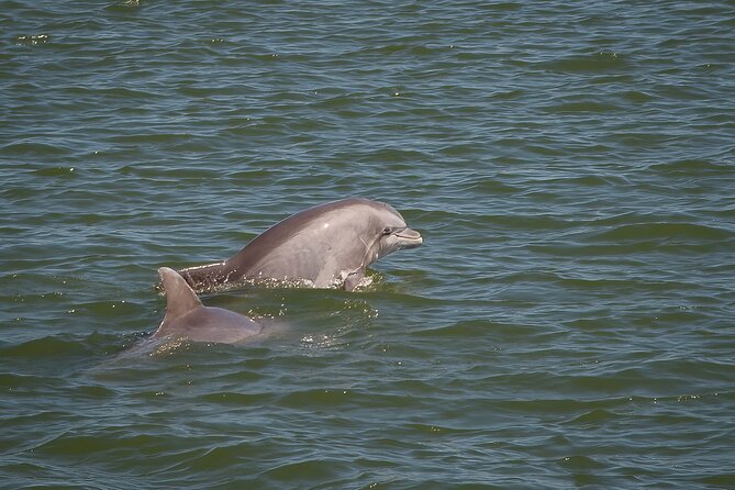 Sunset, Dolphin/Birding On A Private Guided Savannah Cruise - Private Sunset Cruise Starts at Isle of Hope
