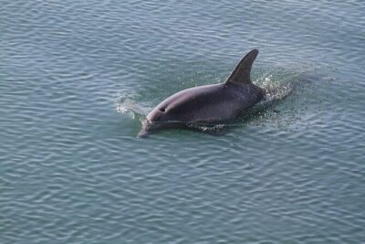 Sunset, Dolphin/Birding On A Private Guided Savannah Cruise - Moon River and the Johnny Mercer Moment