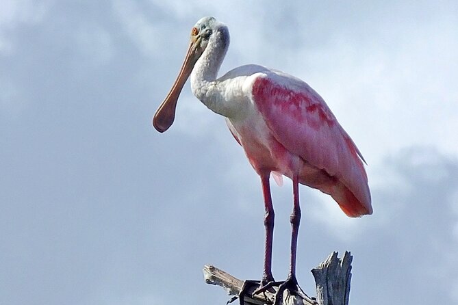 Sunset, Dolphin/Birding On A Private Guided Savannah Cruise - What to Wear and Bring for a 2–3 Hour Boat Ride