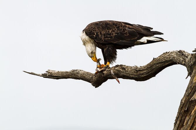 Sunset, Dolphin/Birding On A Private Guided Savannah Cruise - Who This Savannah Cruise Is Best For