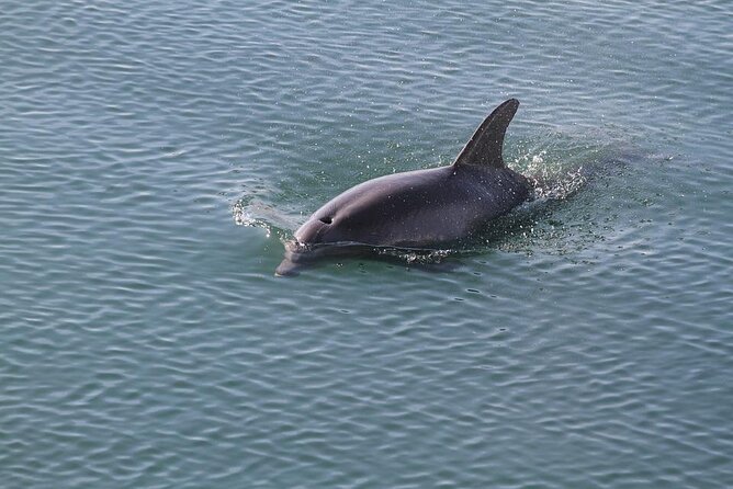 Sunset, Dolphin/Birding On A Private Guided Savannah Cruise - Moon River and the Johnny Mercer Moment