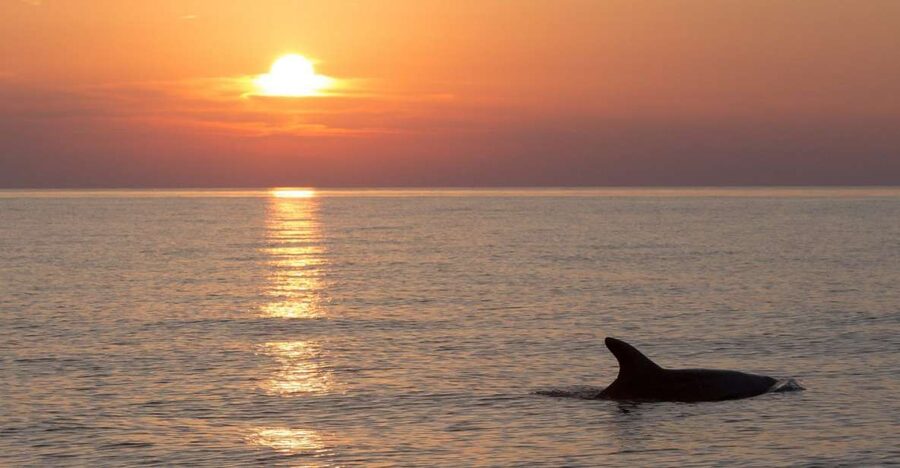 Sunset Dolphin Cruise with Dinner – Medulin Archipelago - Pricing and Value: Is $45 Worth It?