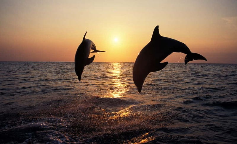 Sunset Dolphin Cruise with Dinner – Medulin Archipelago - The Medulin Archipelago Route: Cape Kamenjak to Otočić Porer
