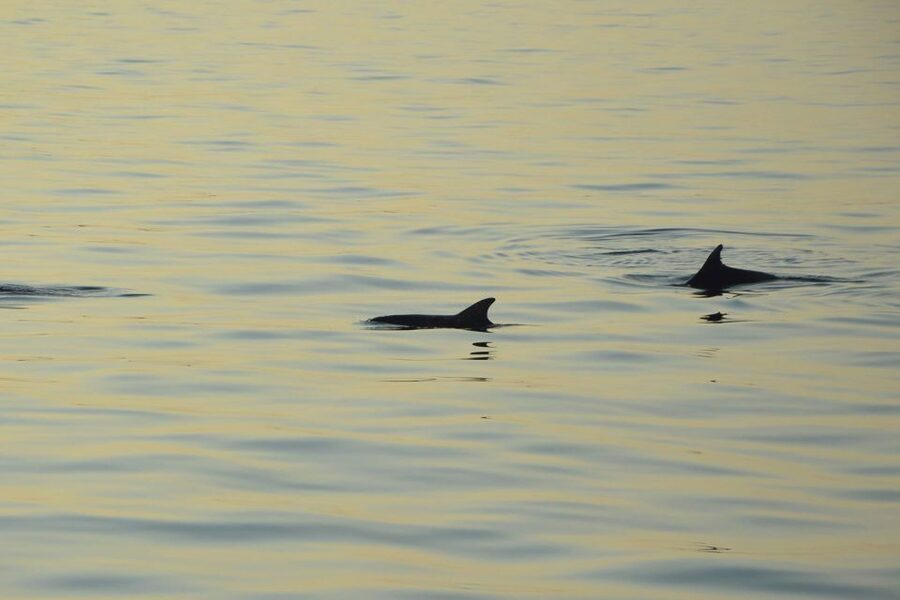 Sunset Dolphin Cruise with Dinner – Medulin Archipelago - Unlimited Drinks: What It Really Changes