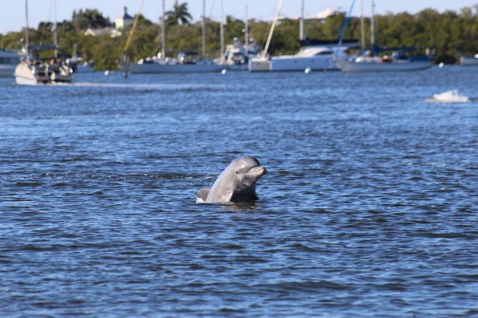 Sunset Dolphin Cruise with Sanibel Lighthouse Views - Key highlights to know before you go