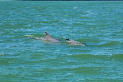 Sunset Dolphin Cruise with Sanibel Lighthouse Views - Drinks, water, and the easy win of included refreshments