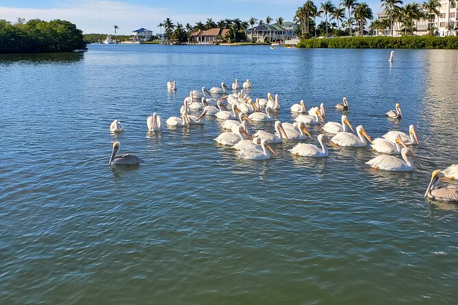 Sunset Dolphin Cruise with Sanibel Lighthouse Views - Dolphin spotting: how you can improve your odds