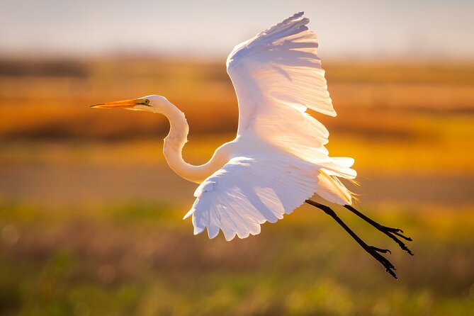 Sunset Dolphin Eco Tour - Price and Value: What $53 Buys You on the Water