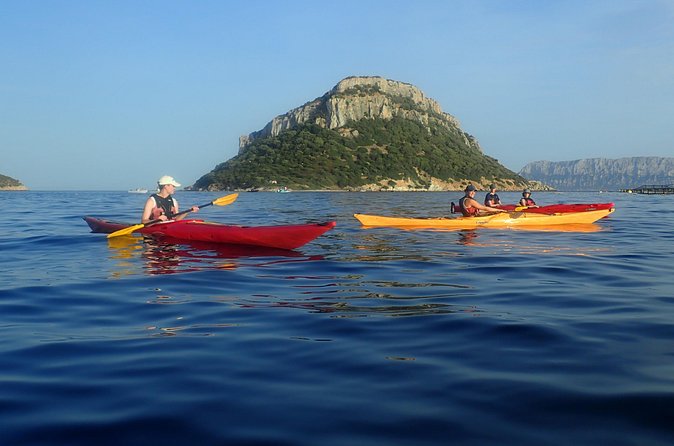 Sunset Dolphin Kayak Tour at Golfo Aranci - The Main Event: Dolphin Hotspot Paddling Near Isola di Figarolo