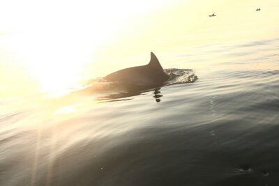 Sunset Dolphin Kayak Tours - Cape Henry lighthouses and the Bridge-Tunnel glow on the return