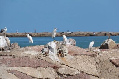 Sunset Dolphin Watch Tour - Spotting More Than Dolphins: Birds, Fish, SpaceX, and the Coast Guard Station