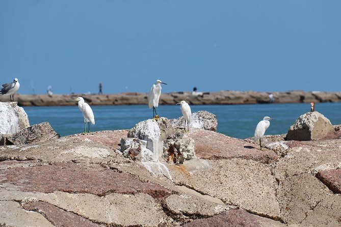 Sunset Dolphin Watch Tour - Spotting More Than Dolphins: Birds, Fish, SpaceX, and the Coast Guard Station