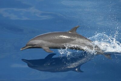Sunset Dolphin Watching Boat Tour from Vrsar - Where you’ll go: Vrsar to Rovinj, Poreč, and Funtana from the water