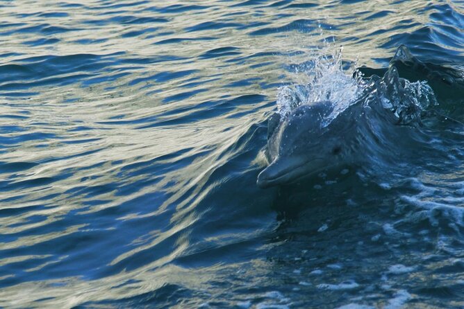 Sunset Dolphin Watching Boat Tour from Vrsar - Drinks onboard: no bar tab surprises, just a relaxed boat evening