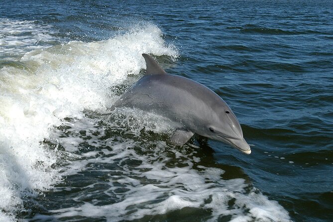 Sunset Dolphin Watching Boat Tour from Vrsar - Duration and group size: why the vibe stays calm