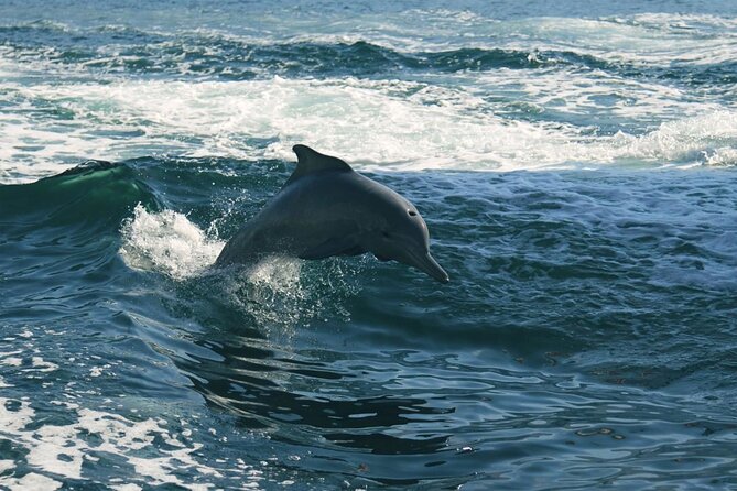 Sunset Dolphin Watching Boat Tour from Vrsar - Price and value: is $30.04 worth it?