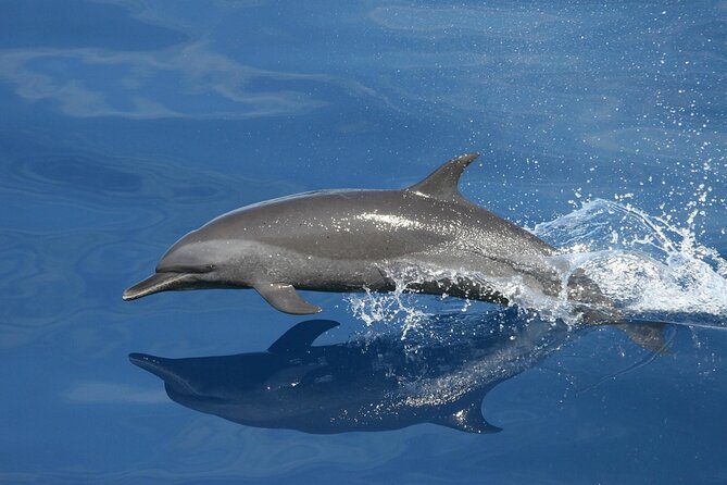 Sunset Dolphin Watching Boat Tour from Vrsar - Where you’ll go: Vrsar to Rovinj, Poreč, and Funtana from the water