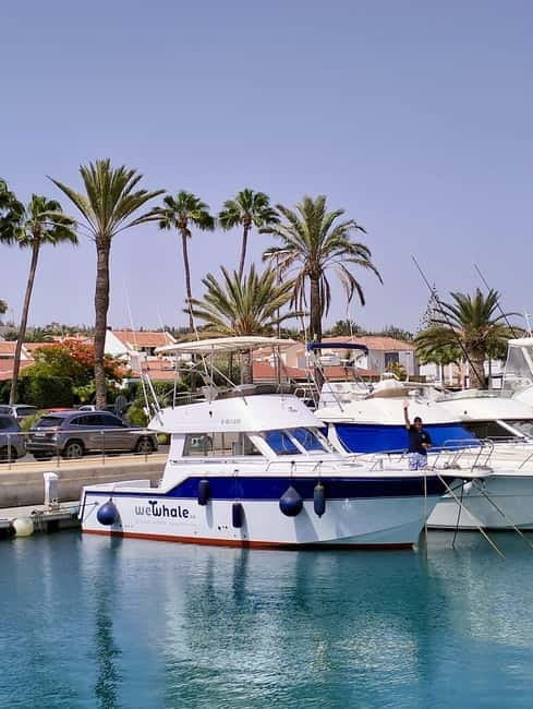 Sunset Dolphin Watching Tour on Hybrid Boat in Small Group - Key things to know before you go
