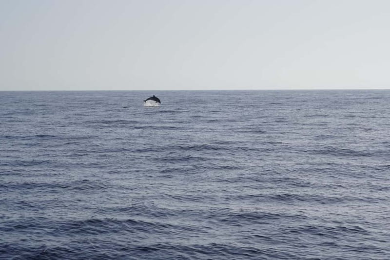 Sunset Dolphin Watching Tour on Hybrid Boat in Small Group - A Quiet Sunset Dolphin Cruise Off Pasito Blanco