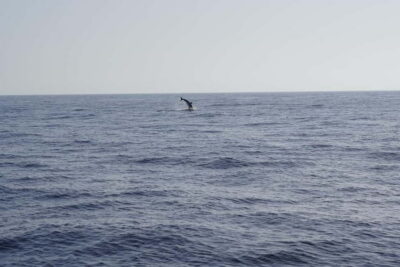Sunset Dolphin Watching Tour on Hybrid Boat in Small Group - Your Boat: Senda del Azul and the Hybrid Electric Advantage