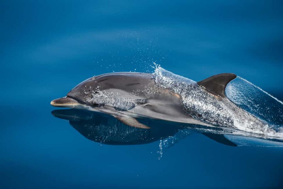 Sunset Dolphin Watching Tour on Hybrid Boat in Small Group - Snacks, Drinks, and the Sustainability Tie-In