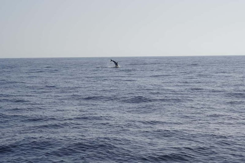 Sunset Dolphin Watching Tour on Hybrid Boat in Small Group - Your Boat: Senda del Azul and the Hybrid Electric Advantage