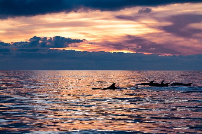 Sunset Dolphin Watching with Marine Biologists - Key Highlights at a Glance