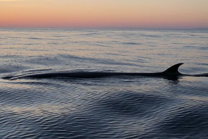 Sunset Dolphin Watching with Marine Biologists - Out to the Ocean: Marine Biologists Track Dolphins, Whales, Sharks, and Birds