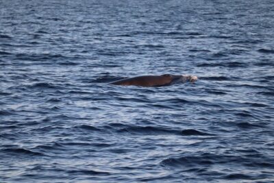 Sunset Dolphin Watching with Marine Biologists - The Pre-Departure Briefing on Ria Formosa Rules and What to Watch For