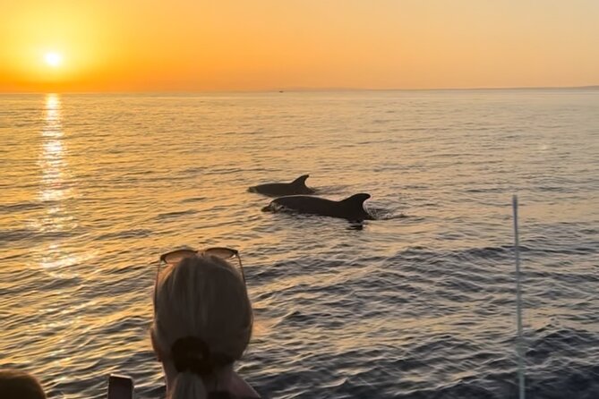 Sunset Dolphin Watching with Marine Biologists - Marine Science on Board: Education and Real Data Collection