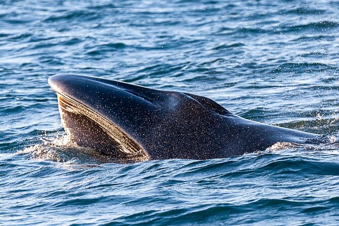 Sunset Dolphin Watching with Marine Biologists - What’s Included: Life Jackets and the On-Water Safety Basics