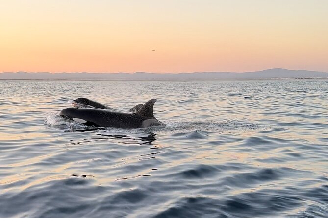 Sunset Dolphin Watching with Marine Biologists - What to Pack for a 2.5-Hour Sunset Trip