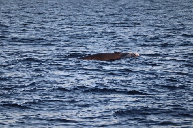 Sunset Dolphin Watching with Marine Biologists - The Pre-Departure Briefing on Ria Formosa Rules and What to Watch For