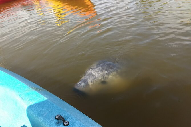 Sunset kayaking tour at Manatee Cove with Manatee & Dolphin sightings - Mangroves, birds, and your guide’s “what to look for” talk