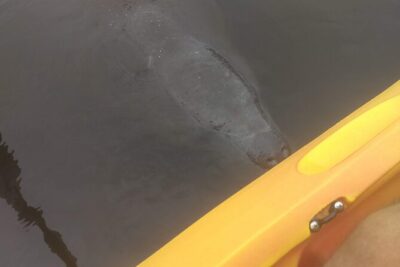Sunset kayaking tour at Manatee Cove with Manatee & Dolphin sightings - The 1 hour 30 minutes: a realistic flow for your evening