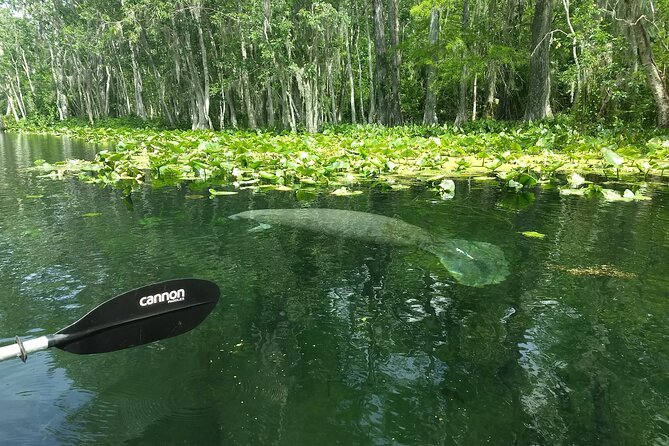 Sunset kayaking tour at Manatee Cove with Manatee & Dolphin sightings - Gear and paddling: what’s included, what you bring to yourself