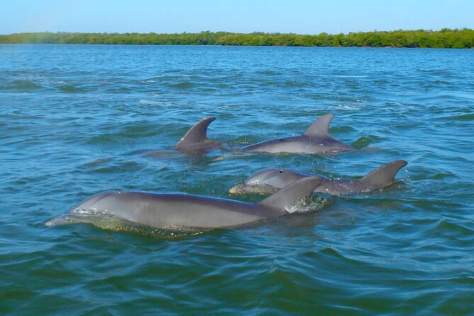 Sunset Kayaking with Dolphins - Your paddle route: Anna Maria Island, Bradenton waters, and mangrove-style scenery