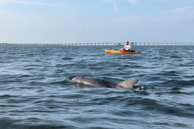 Sunset Kayaking with Dolphins - Getting started at 12378 Manatee Ave W (and settling in fast)