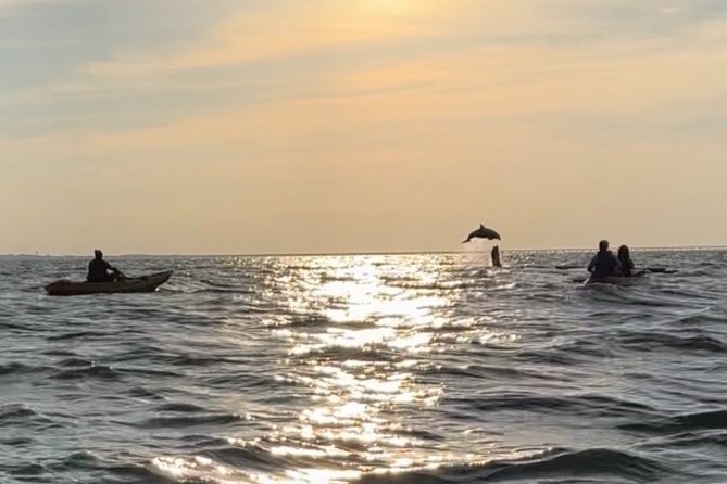 Sunset Kayaking with Dolphins - Dolphin spotting strategy: what to watch for (and how close is realistic)
