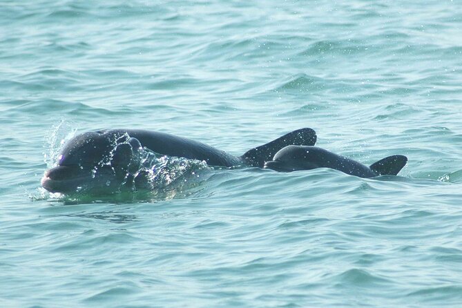 Sunset Kayaking with Dolphins - Tandem kayaks, tired arms, and what you should bring