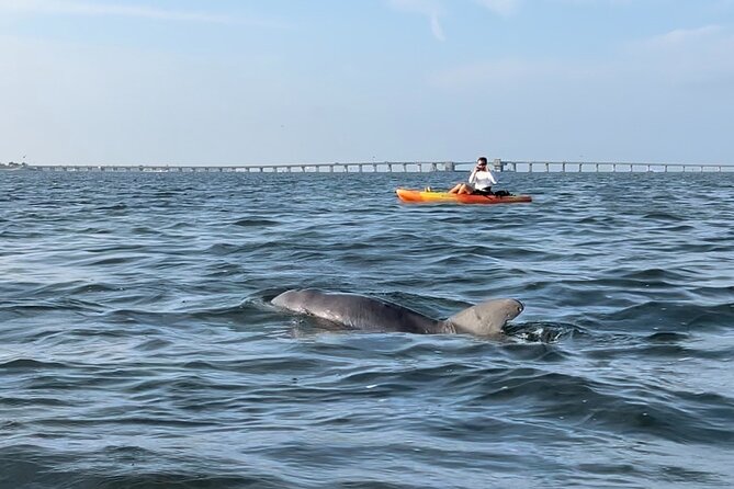 Sunset Kayaking with Dolphins - Getting started at 12378 Manatee Ave W (and settling in fast)
