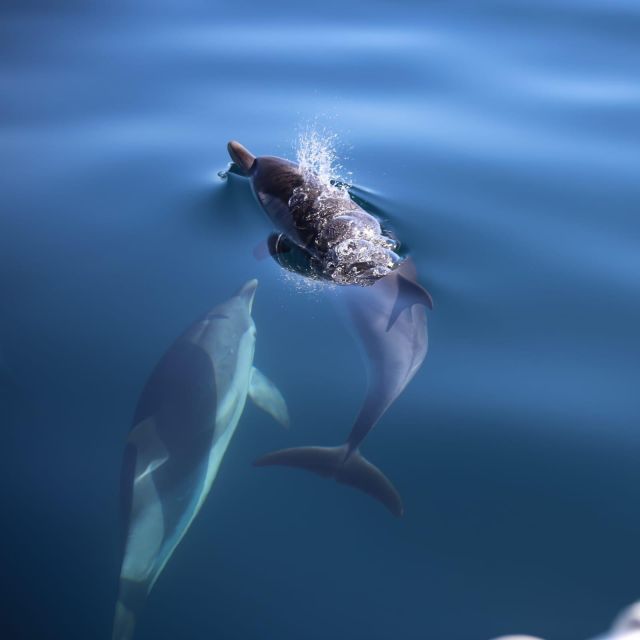 Sunset Tour and Searching Dolphins - Key highlights worth planning around