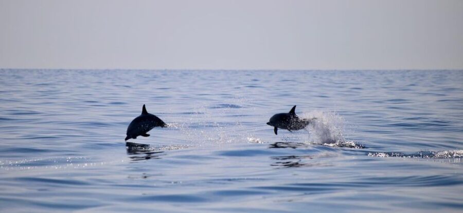 Sunset Tour and Searching Dolphins - Returning at golden hour: Monte Tauro and Etna from the sea